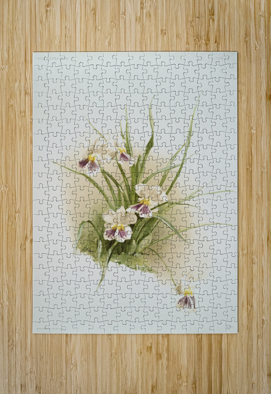 Miltonia phalænopsis from Reichenbachia Orchids 1888-1894 illustrated by Frederick Sander 1847-1920.  IStockHistory com Puzzle printing