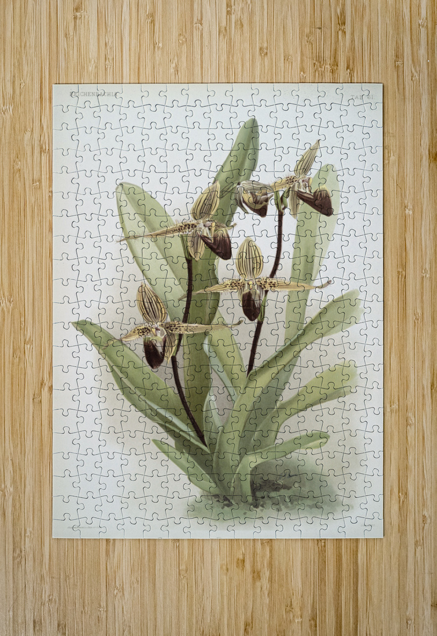 Cypripedium rothschildianum from Reichenbachia Orchids 1888-1894 illustrated by Frederick Sander 1847-1920.  IStockHistory com Puzzle printing