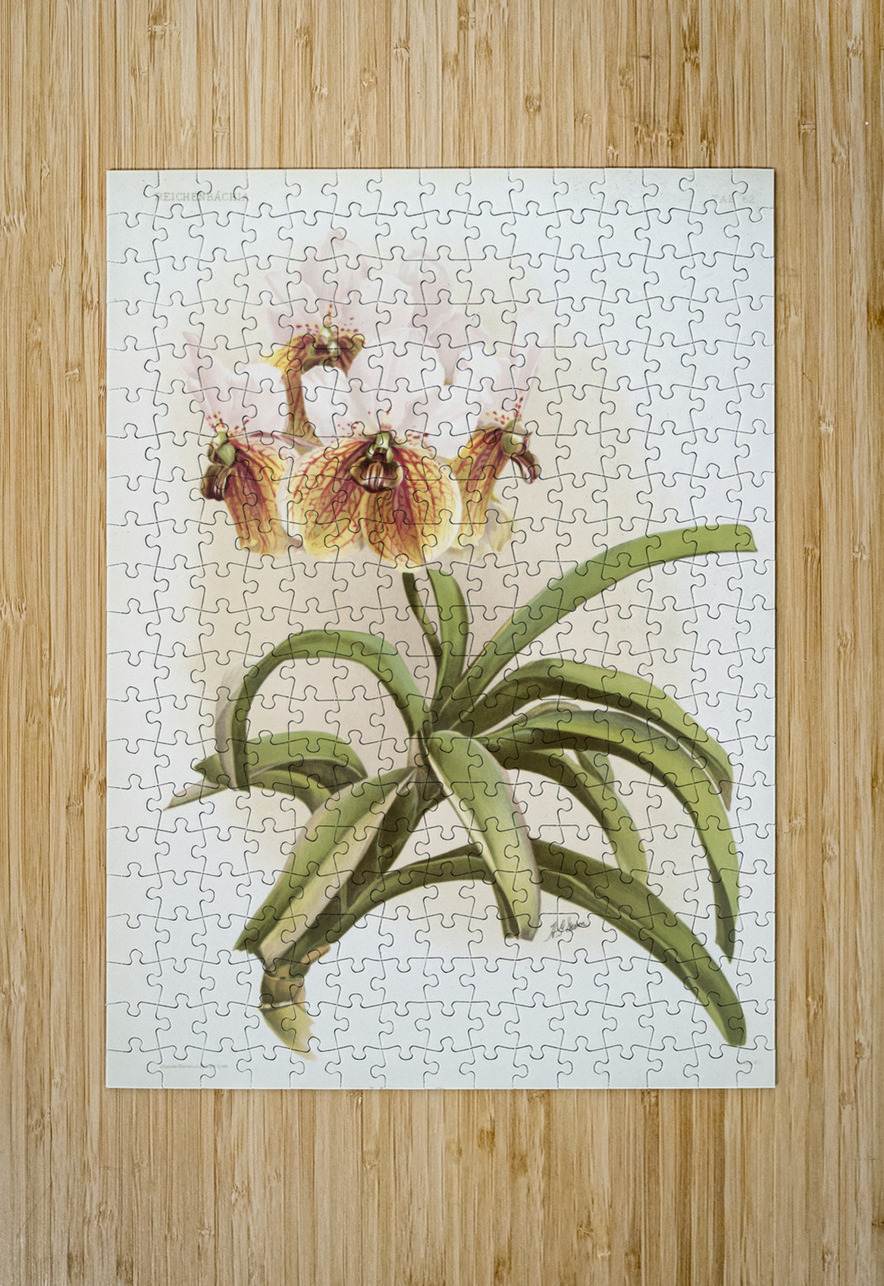 Vanda sanderiana from Reichenbachia Orchids 1888-1894 illustrated by Frederick Sander 1847-1920.  IStockHistory com Puzzle printing