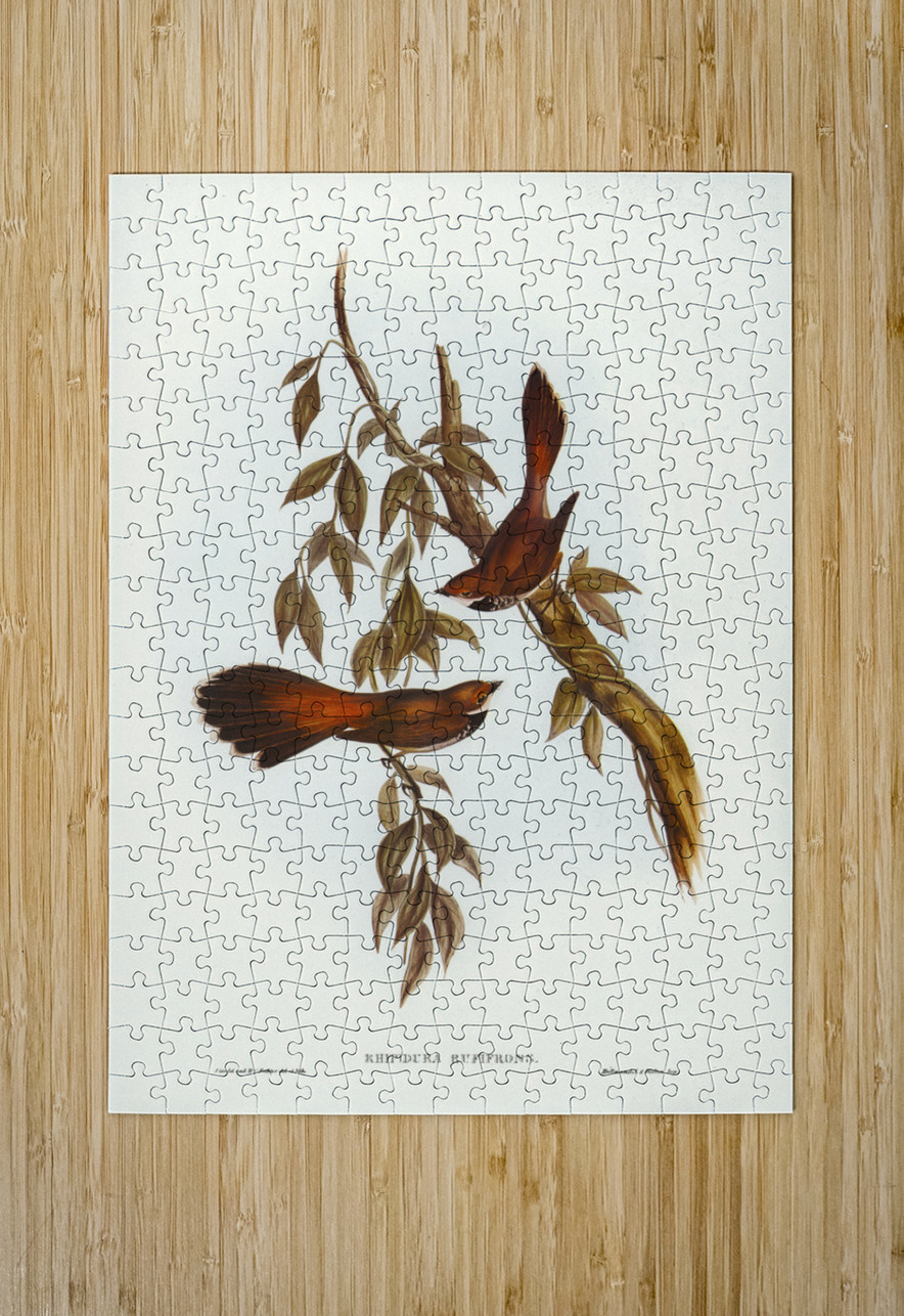 Rufous-fronted Fantail Rhipidura rufifrons illustrated by Elizabeth Gould 1804–1841 for John Gould’s 1804-1881 Birds of Australia  IStockHistory com Puzzle printing