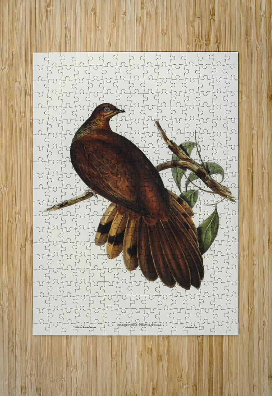 Pheasant-tailed Pigeon Macropygia Phasianella illustrated by Elizabeth Gould 1804–1841 for John Gould’s 1804-1881 Birds of Australia  IStockHistory com Puzzle printing