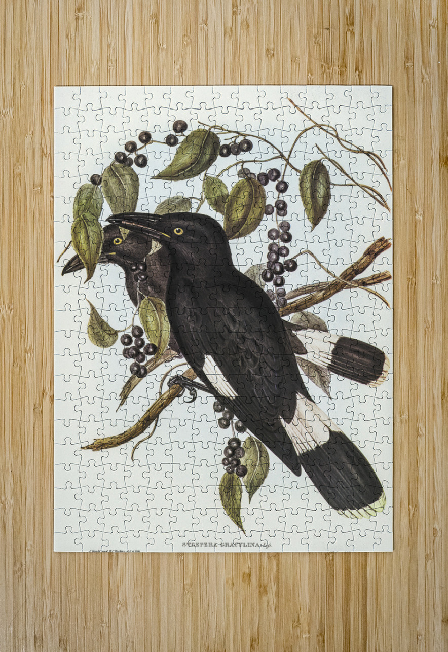 Great Crow-Shrike Strepera graculina illustrated by Elizabeth Gould 1804–1841 for John Gould’s 1804-1881 Birds of Australia  IStockHistory com Puzzle printing