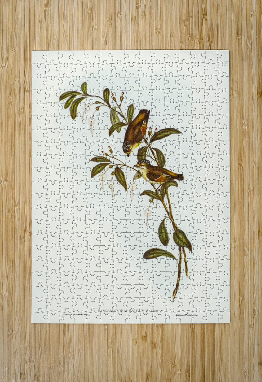 Red-lored Pardalote Pardalotus rubricatus illustrated by Elizabeth Gould 1804–1841 for John Gould’s 1804-1881 Birds of Australia  IStockHistory com Puzzle printing