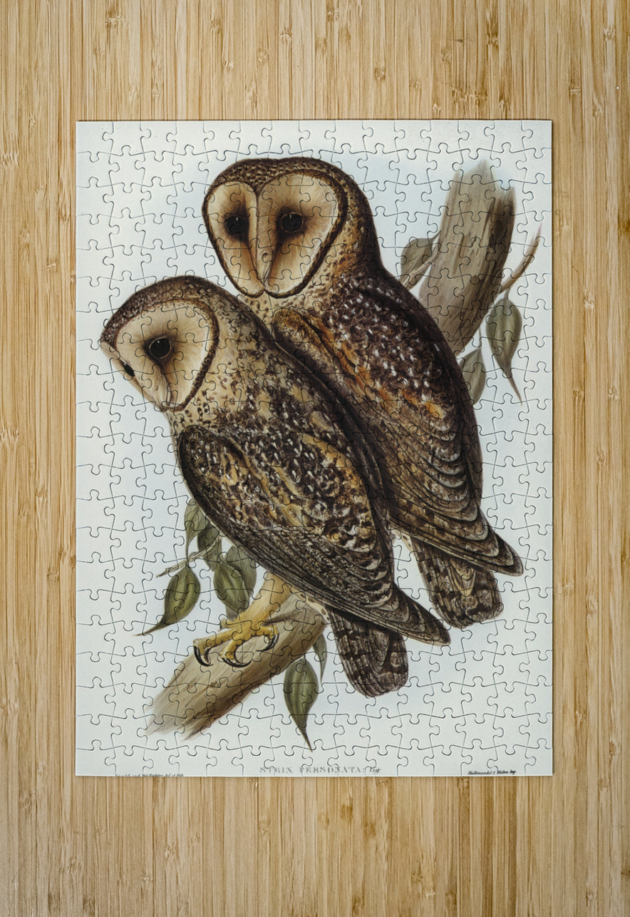 Masked Barn Owl Strix Personata Vig illustrated by Elizabeth Gould 1804–1841 for John Gould’s 1804-1881 Birds of Australia  IStockHistory com Puzzle printing