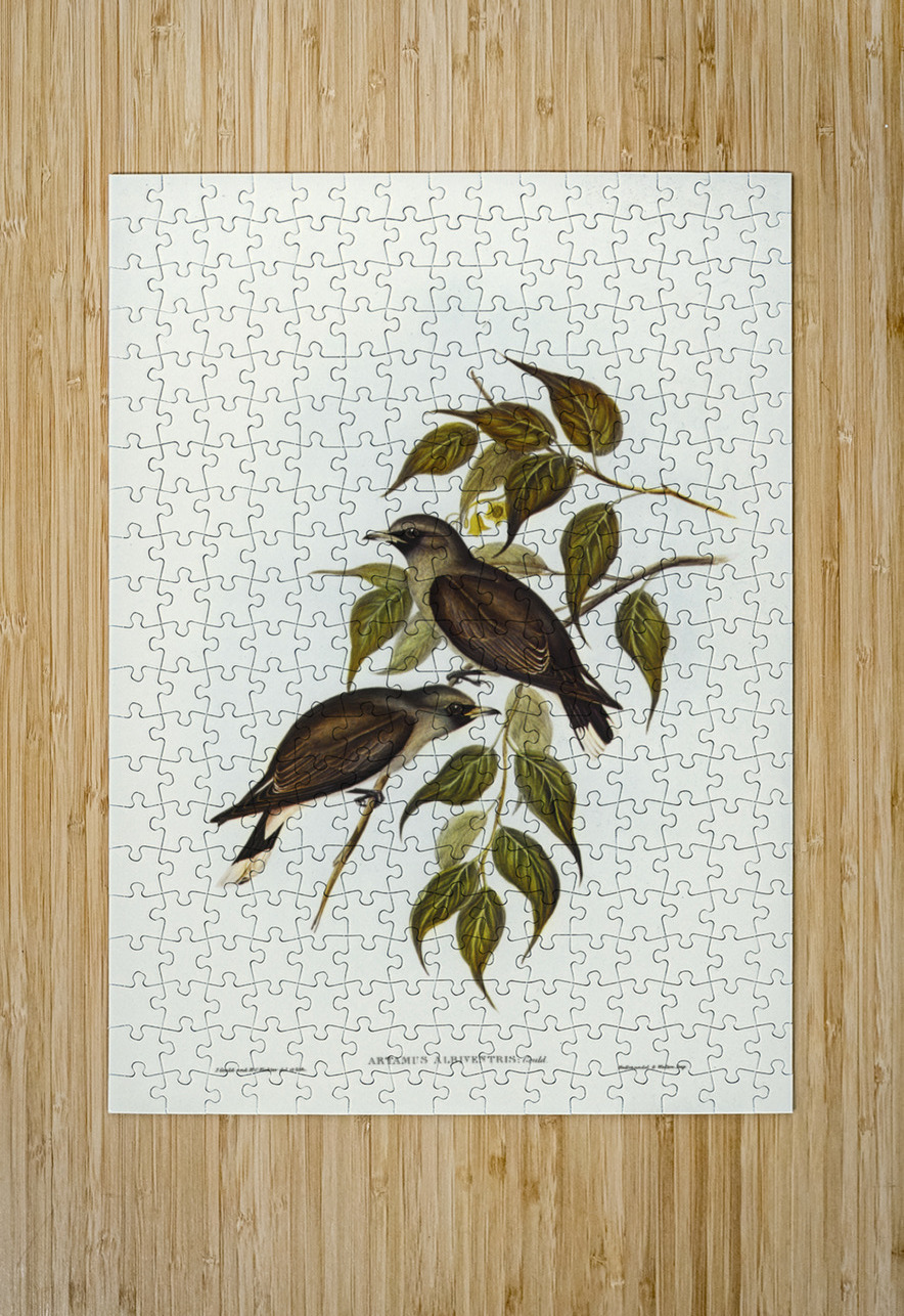 White-vented Wood Swallow Artamus albiventris illustrated by Elizabeth Gould 1804–1841 for John Gould’s 1804-1881 Birds of Australia  IStockHistory com Puzzle printing