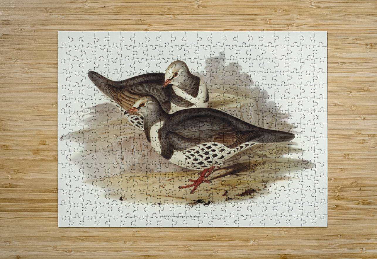 Wonga-wonga Pigeon Leucosarcia picata illustrated by Elizabeth Gould 1804–1841 for John Gould’s 1804-1881 Birds of Australia  IStockHistory com Puzzle printing