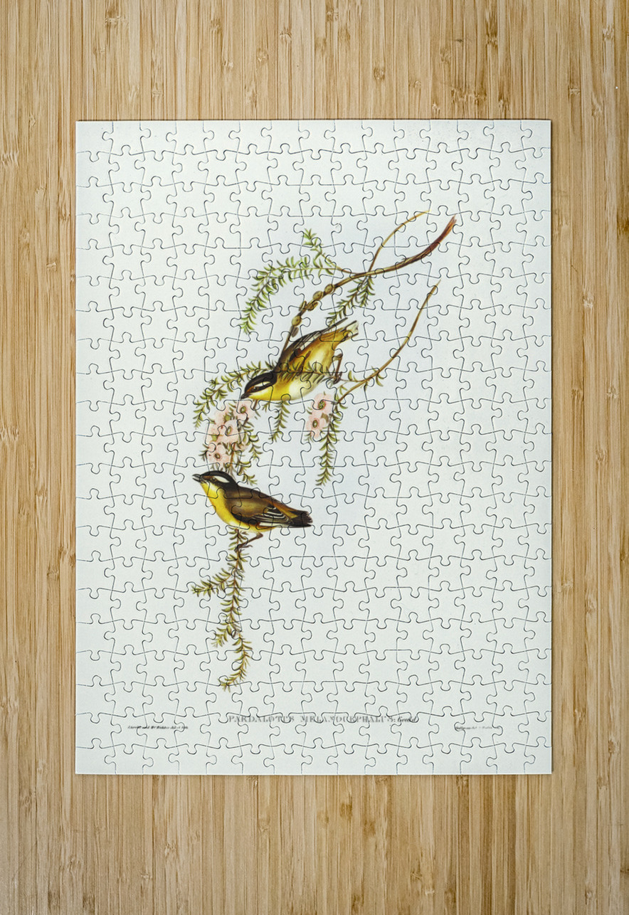 Black-headed Pardalote Pardalotus melanocephalus illustrated by Elizabeth Gould 1804–1841 for John Gould’s 1804-1881 Birds of Australia  IStockHistory com Puzzle printing