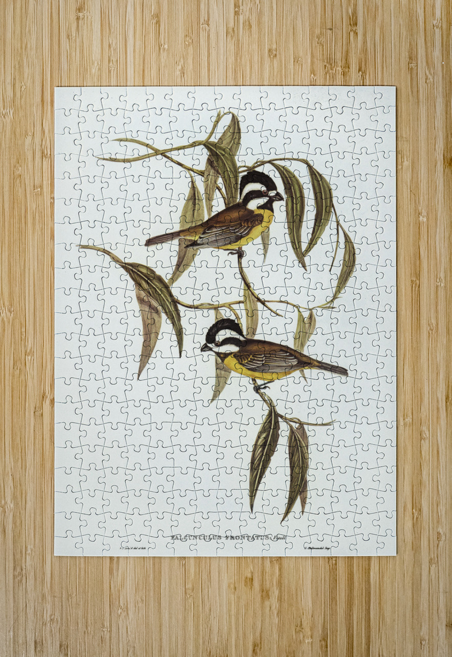 Frontal Shrike-Tit Falcunculus frontatus illustrated by Elizabeth Gould 1804–1841 for John Gould’s 1804-1881 Birds of Australia  IStockHistory com Puzzle printing