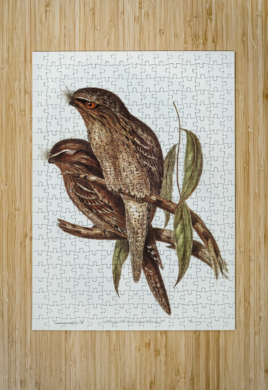 Black-Breasted Buzzard Buteo melanosternon illustrated by Elizabeth Gould 1804–1841 for John Gould’s 1804-1881 Birds of Australia  IStockHistory com Puzzle printing