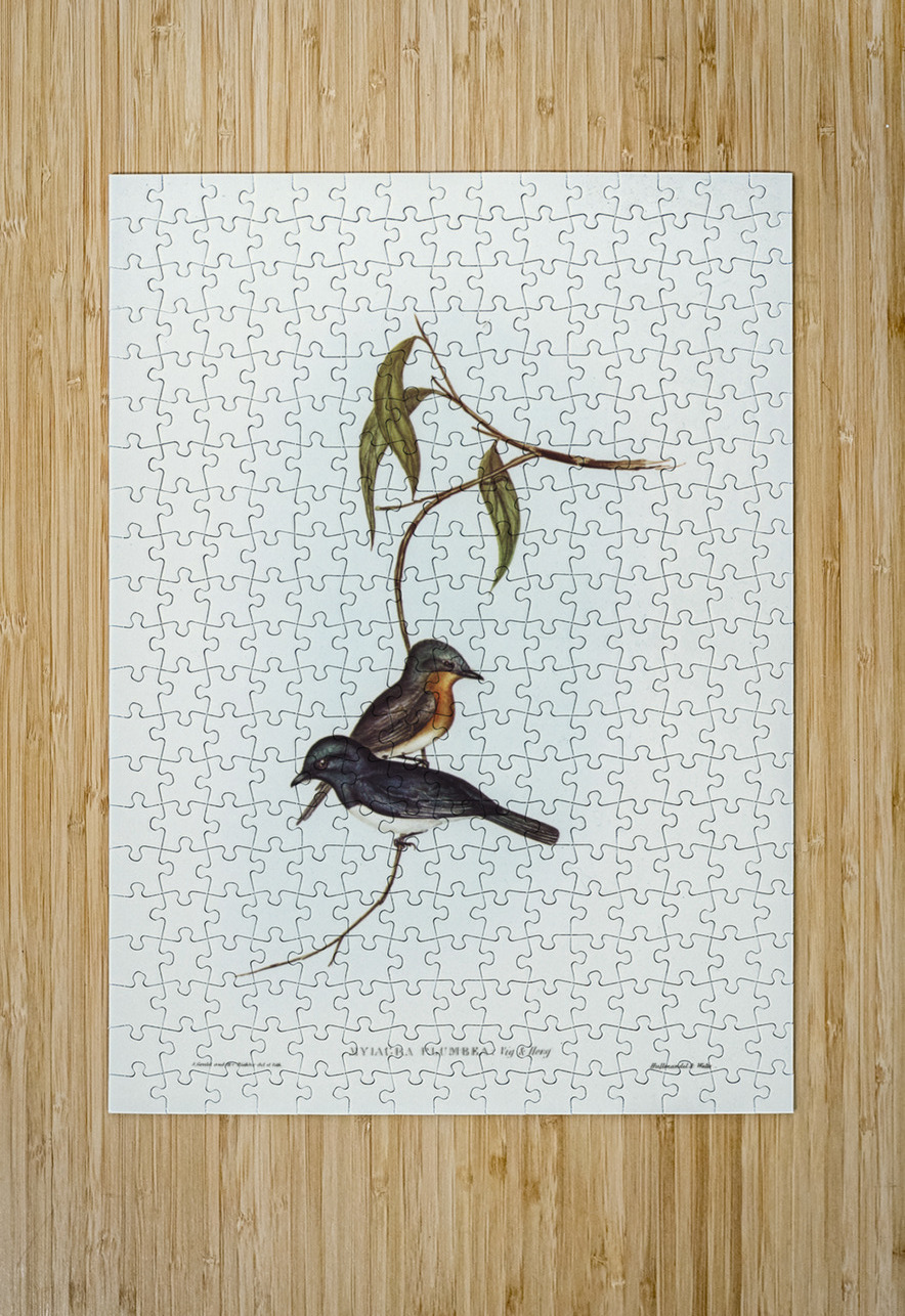 Plumbeous Flycatcher Myiagra plumbea illustrated by Elizabeth Gould 1804–1841 for John Gould’s 1804-1881 Birds of Australia  IStockHistory com Puzzle printing