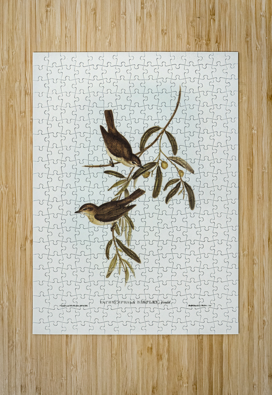 Plain-coloured Pachycephala Pachycephala simplex illustrated by Elizabeth Gould 1804–1841 for John Gould’s 1804-1881 Birds of Australia  IStockHistory com Puzzle printing