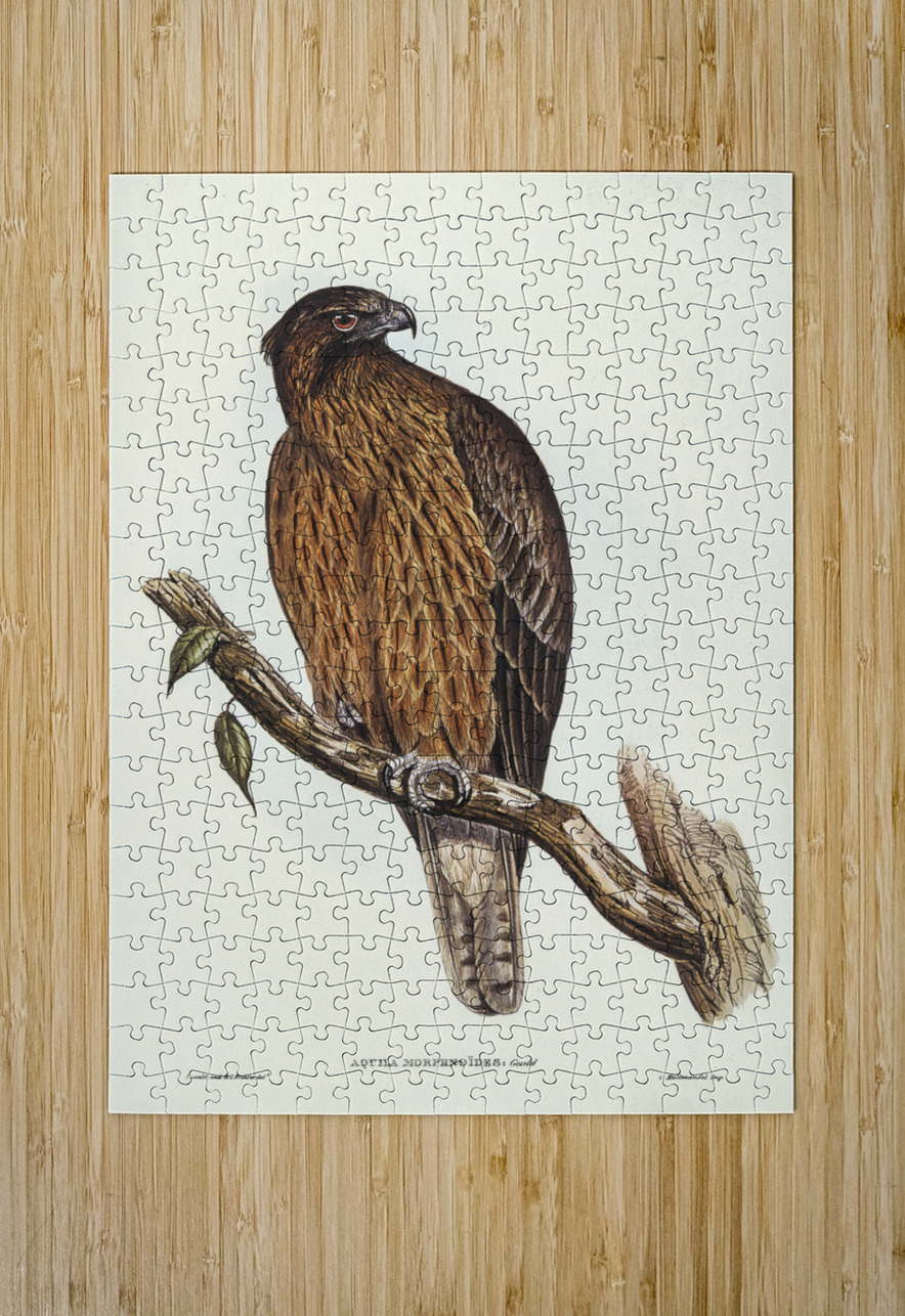 Little Australian Eagle Aquila Morphnoides illustrated by Elizabeth Gould 1804–1841 for John Gould’s 1804-1881 Birds of Australia  IStockHistory com Puzzle printing