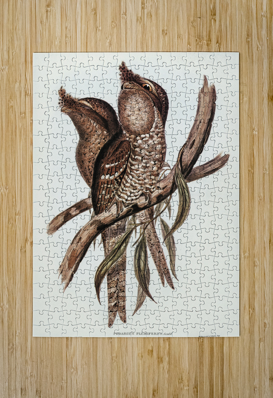 Plumed Podargus Podargus plumiferus illustrated by Elizabeth Gould 1804–1841 for John Gould’s 1804-1881 Birds of Australia  IStockHistory com Puzzle printing