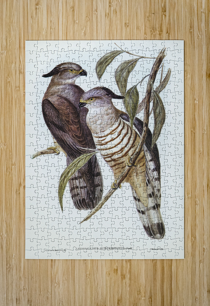 Crested Hawk Lepidogenys subcristatus illustrated by Elizabeth Gould 1804–1841 for John Gould’s 1804-1881 Birds of Australia  IStockHistory com Puzzle printing