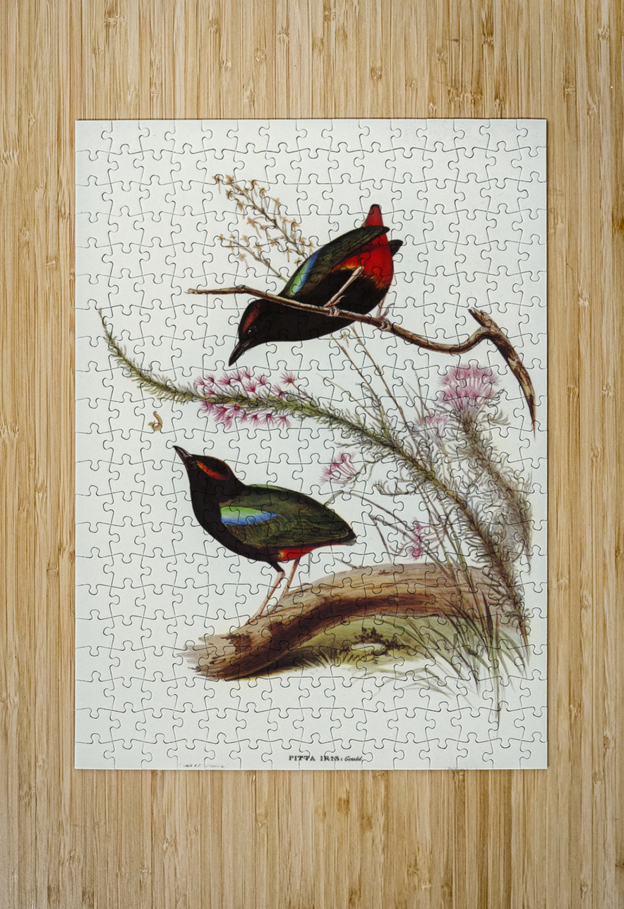 Rainbow Pitta Pitta Iris illustrated by Elizabeth Gould 1804–1841 for John Gould’s 1804-1881 Birds of Australia  IStockHistory com Puzzle printing