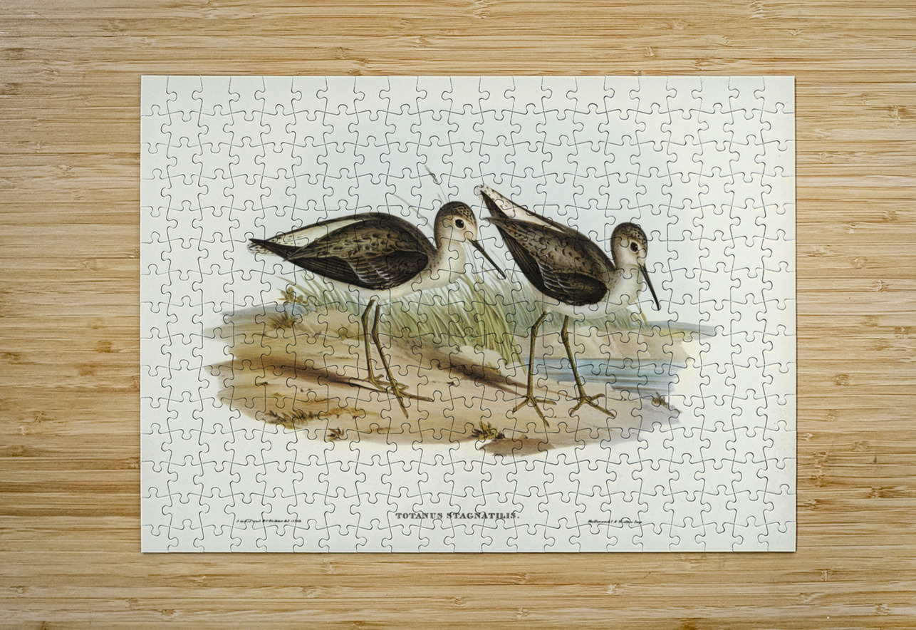 Marsh Sandpiper Totanus stagnatilis illustrated by Elizabeth Gould 1804–1841 for John Gould’s 1804-1881 Birds of Australia  IStockHistory com Puzzle printing