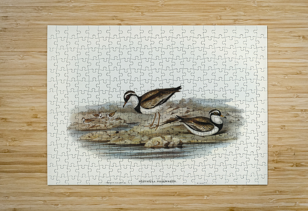 Black-fronted Dottrel Hiaticula nigrifrons illustrated by Elizabeth Gould 1804–1841 for John Gould’s 1804-1881 Birds of Australia  IStockHistory com Puzzle printing