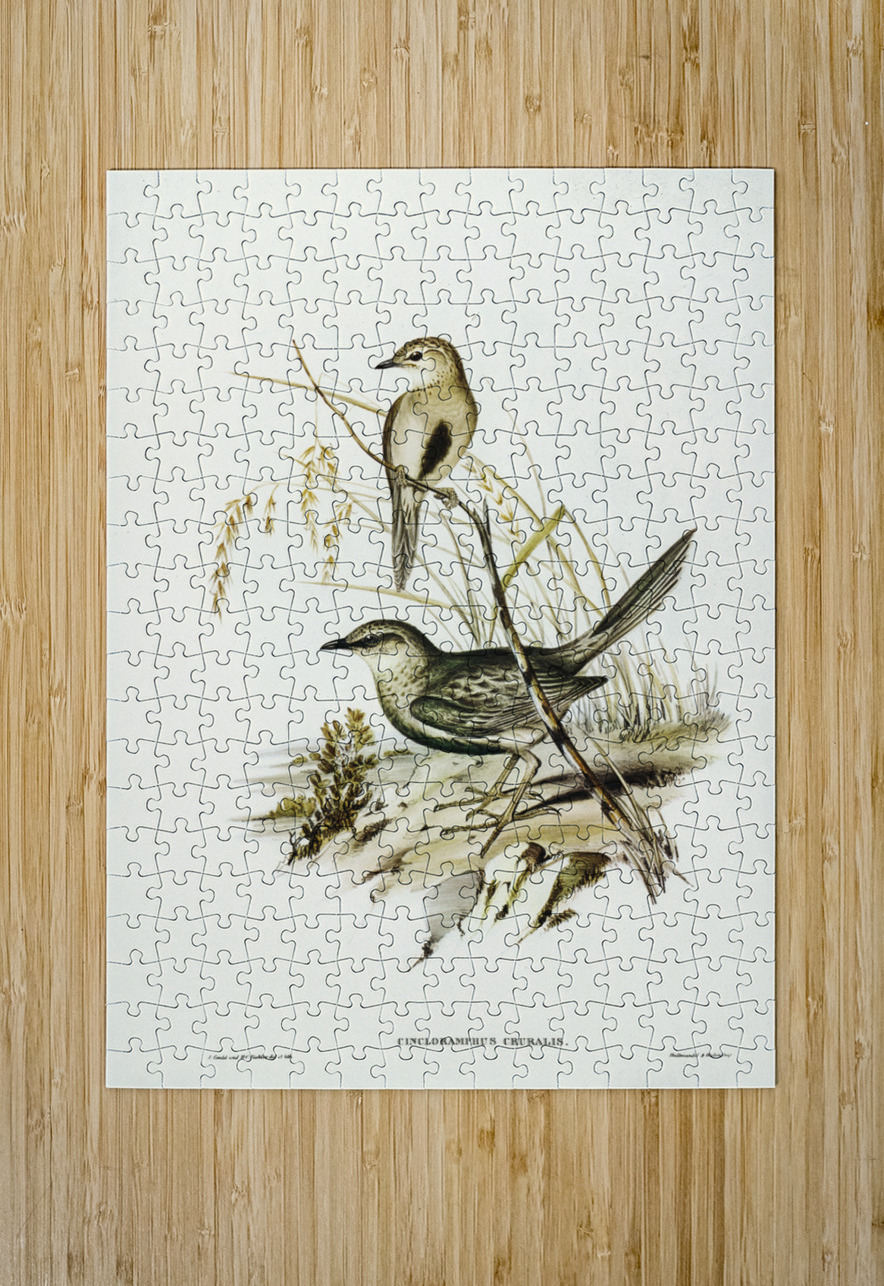 Brown Songlark Cincloramphus cruralis illustrated by Elizabeth Gould 1804–1841 for John Gould’s 1804-1881 Birds of Australia  IStockHistory com Puzzle printing