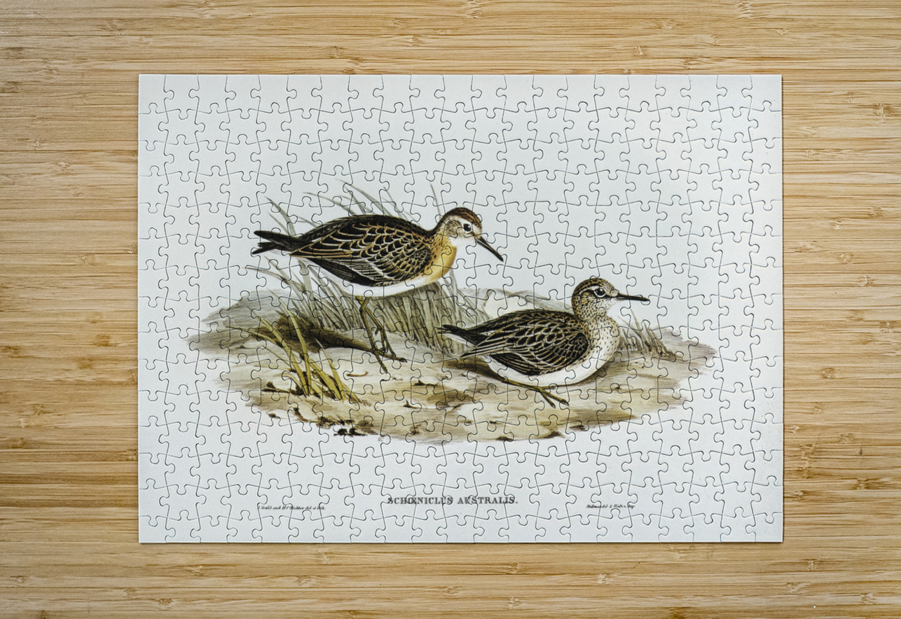 Australian Tringa Schoeniclus Australis illustrated by Elizabeth Gould 1804–1841 for John Gould’s 1804-1881 Birds of Australia  IStockHistory com Puzzle printing
