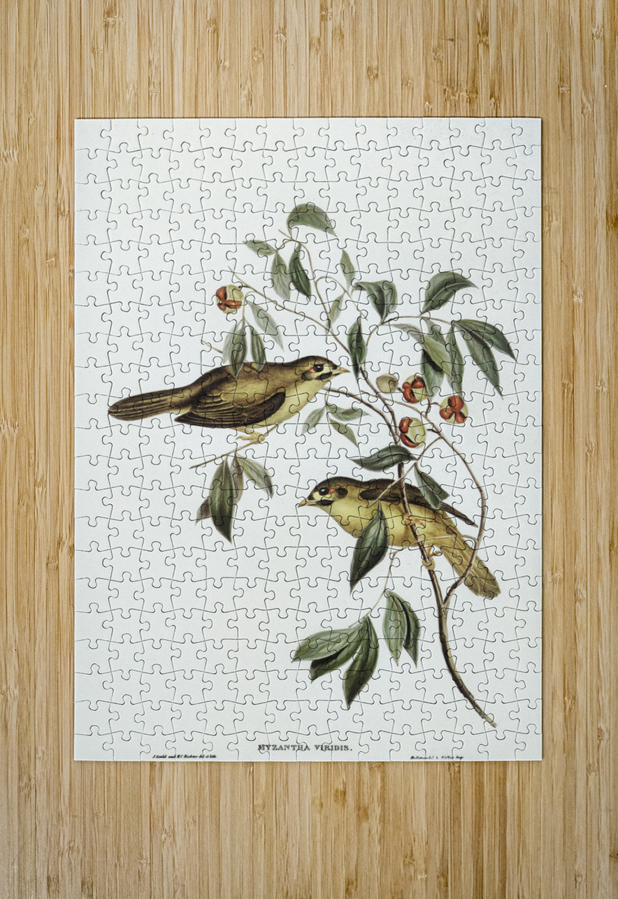 Australian Bell Bird Myzantha melanophrys illustrated by Elizabeth Gould 1804–1841 for John Gould’s 1804-1881 Birds of Australia  IStockHistory com Puzzle printing