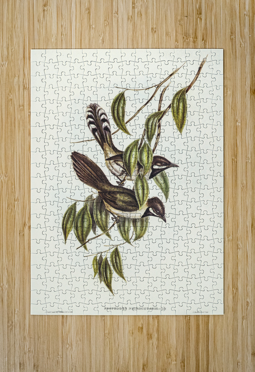 Black-throated Psophodes Psophodes nigrogularis illustrated by Elizabeth Gould 1804–1841 for John Gould’s 1804-1881 Birds of Australia  IStockHistory com Puzzle printing