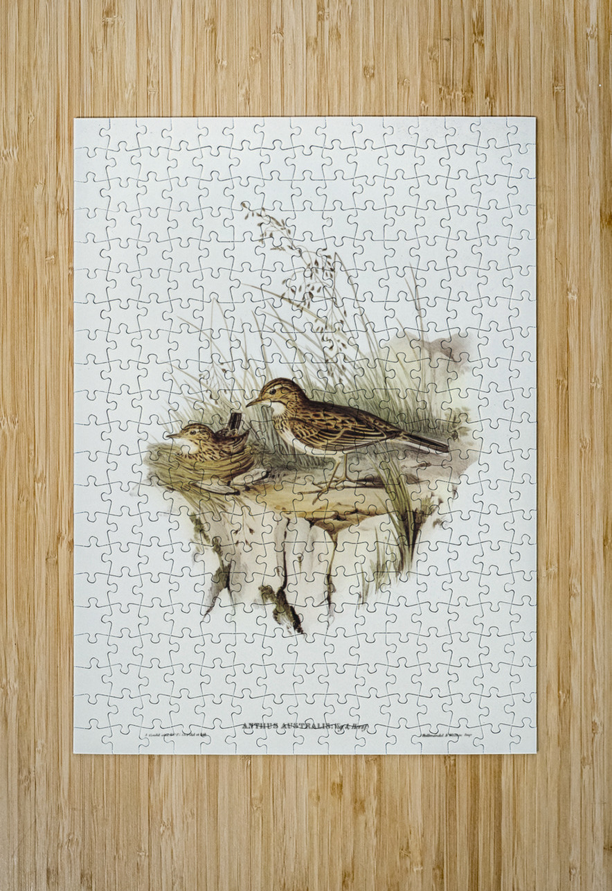 Australian Pipit Anthus Australis illustrated by Elizabeth Gould 1804–1841 for John Gould’s 1804-1881 Birds of Australia  IStockHistory com Puzzle printing