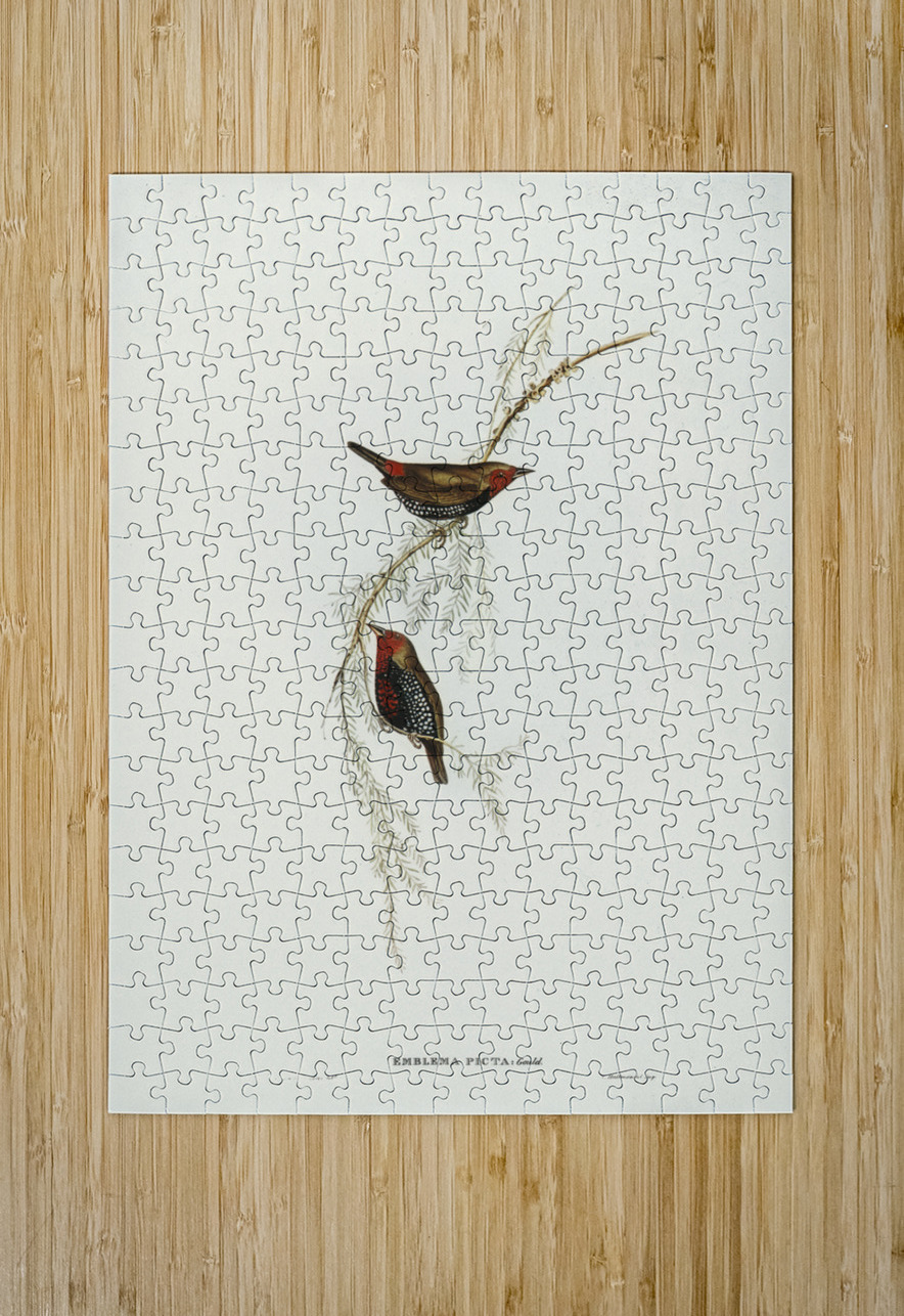 Painted Finch Emblema picta illustrated by Elizabeth Gould 1804–1841 for John Gould’s 1804-1881 Birds of Australia  IStockHistory com Puzzle printing