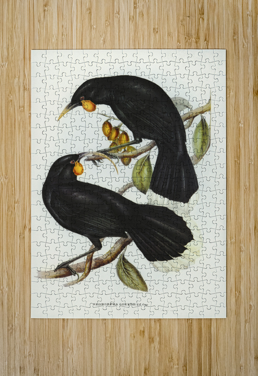Gould&39s Neomorpha Neomorpha Gouldii illustrated by Elizabeth Gould 1804–1841 for John Gould’s 1804-1881 Birds of Australia  IStockHistory com Puzzle printing