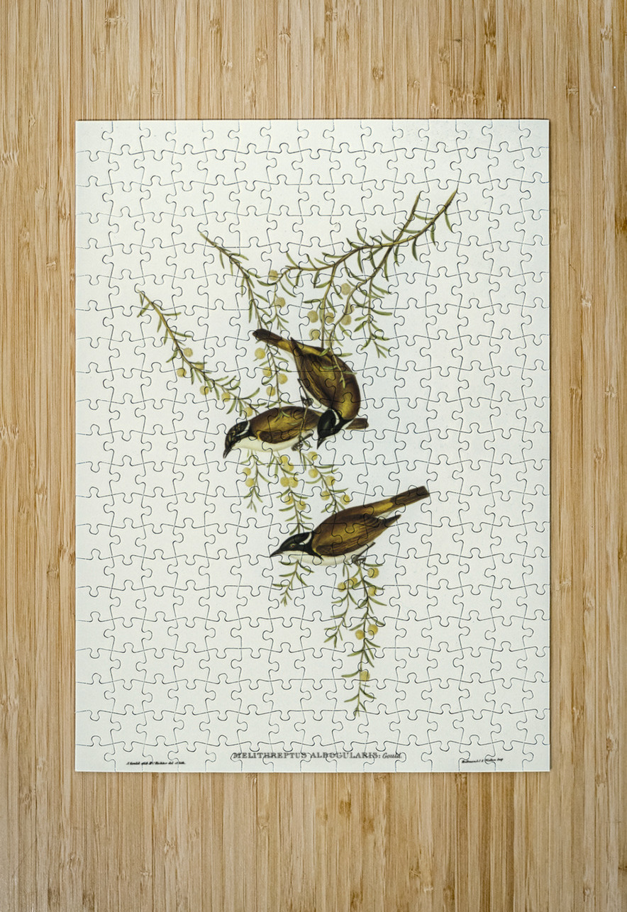 White-throated Honey-eater Melithreptus albogularis illustrated by Elizabeth Gould 1804–1841 for John Gould’s 1804-1881 Birds of Australia  IStockHistory com Puzzle printing