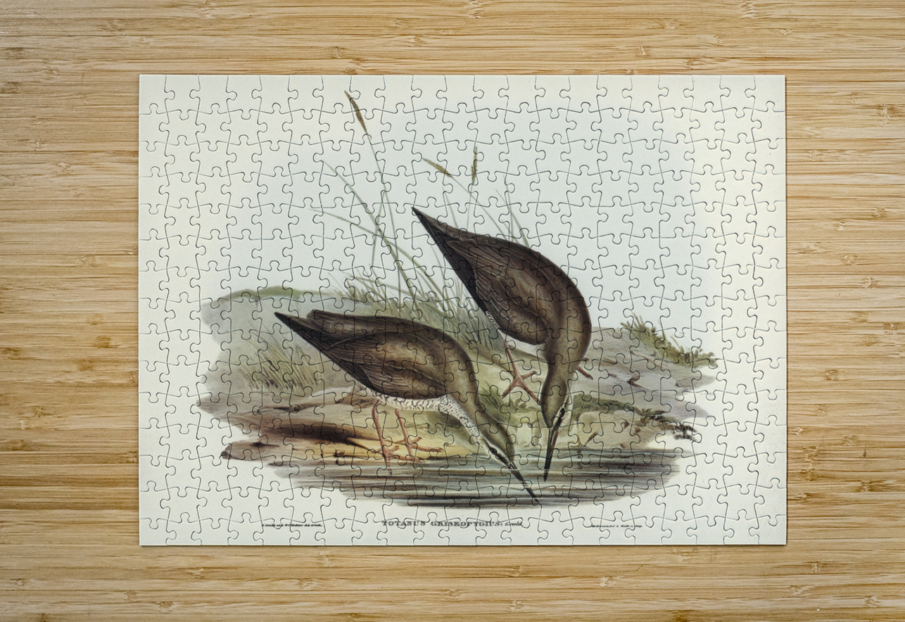 Grey-rumped Sandpaper Totanus griseopygius illustrated by Elizabeth Gould 1804–1841 for John Gould’s 1804-1881 Birds of Australia  IStockHistory com Puzzle printing
