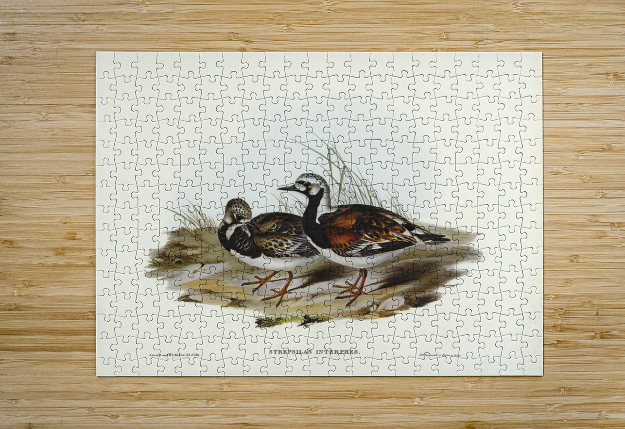 Turnstone Strepsilas Interpres illustrated by Elizabeth Gould 1804–1841 for John Gould’s 1804-1881 Birds of Australia  IStockHistory com Puzzle printing