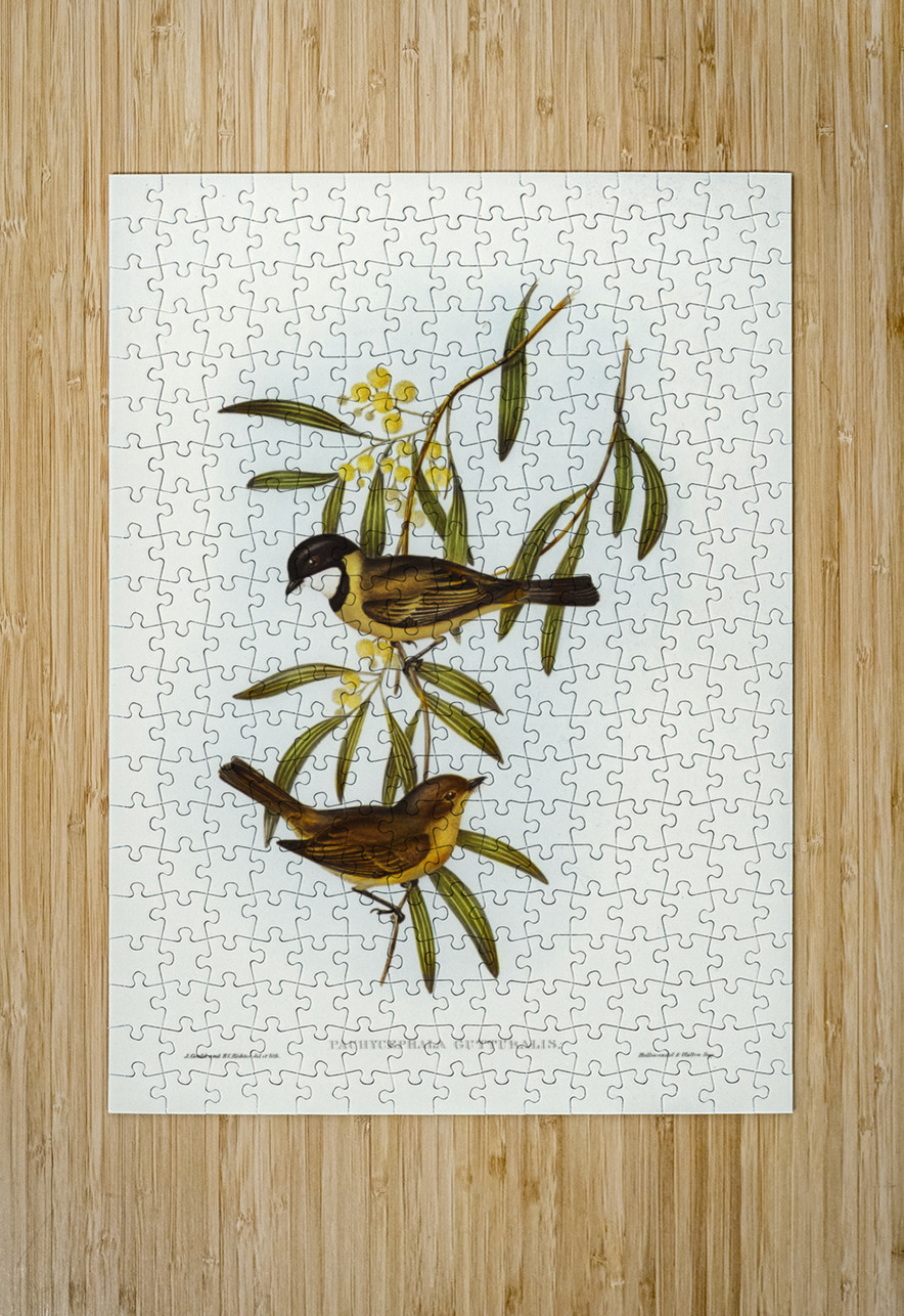 Guttural Pachycephala Pachycephala gutturalis illustrated by Elizabeth Gould 1804–1841 for John Gould’s 1804-1881 Birds of Australia  IStockHistory com Puzzle printing