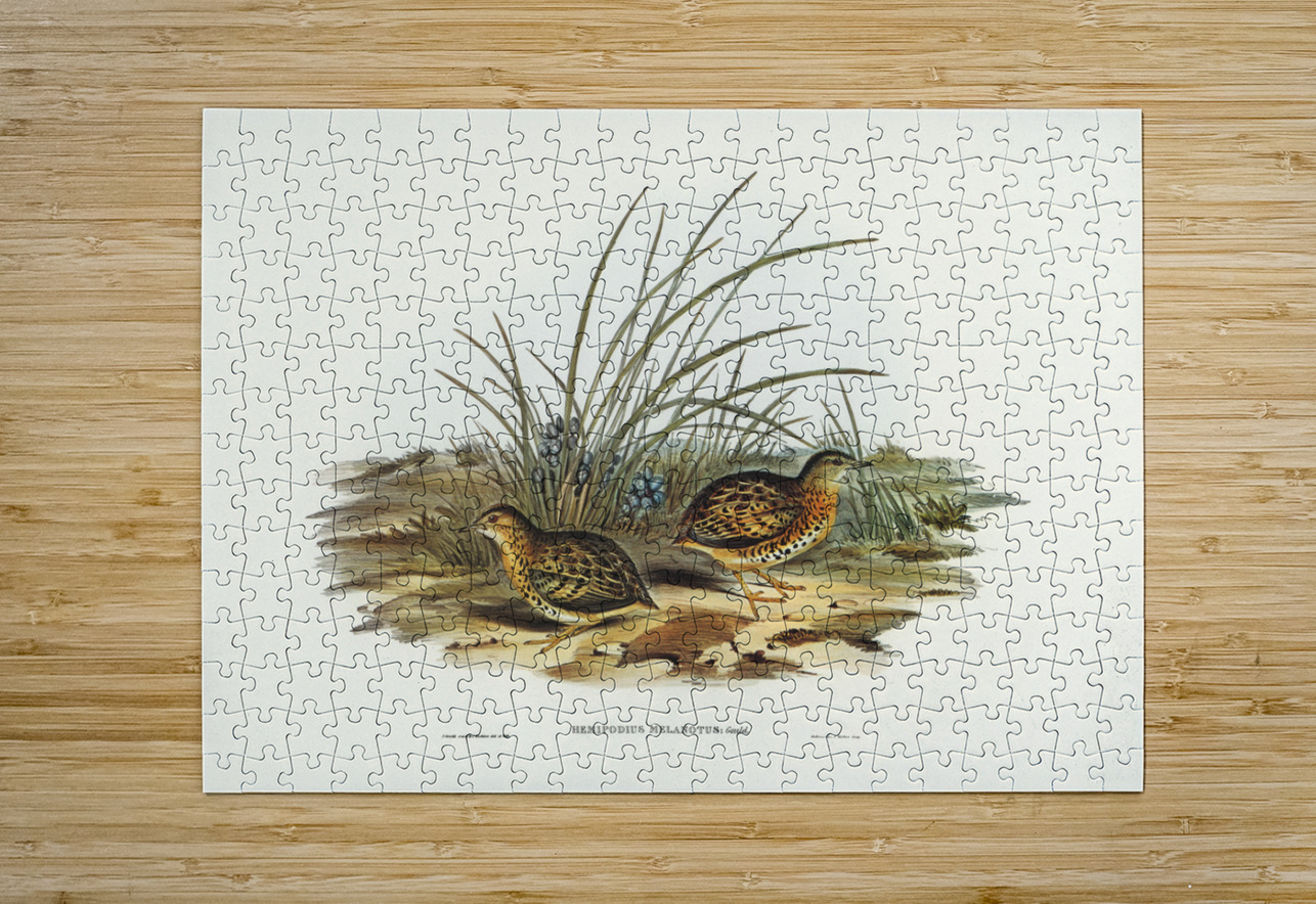 Black-backed Hemipode Hemipodius melanotus illustrated by Elizabeth Gould 1804–1841 for John Gould’s 1804-1881 Birds of Australia  IStockHistory com Puzzle printing