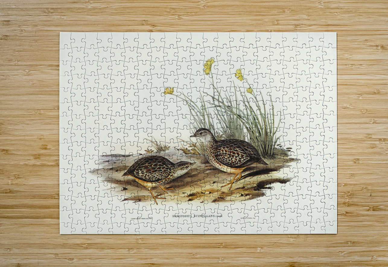 Sparkling Hemipode Hemipodius scintillans illustrated by Elizabeth Gould 1804–1841 for John Gould’s 1804-1881 Birds of Australia  IStockHistory com Puzzle printing