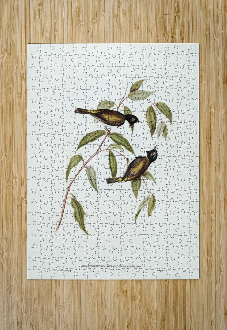 Black-headed Honey-eater Melthreptus melanocephalus illustrated by Elizabeth Gould 1804–1841 for John Gould’s 1804-1881 Birds of Australia  IStockHistory com Puzzle printing
