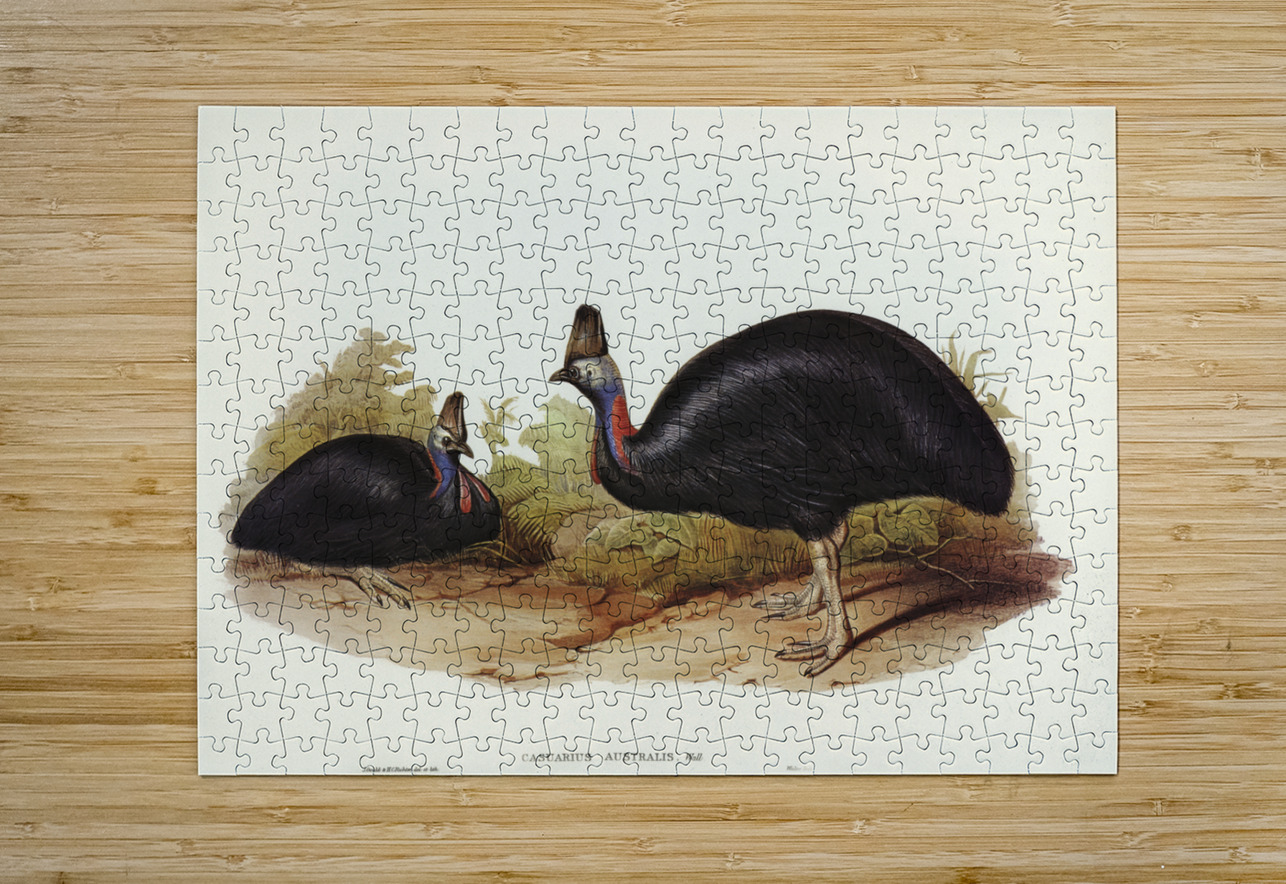 Australian Cassowary Casuarius australis illustrated by Elizabeth Gould 1804–1841 for John Gould’s 1804-1881 Birds of Australia  IStockHistory com Puzzle printing