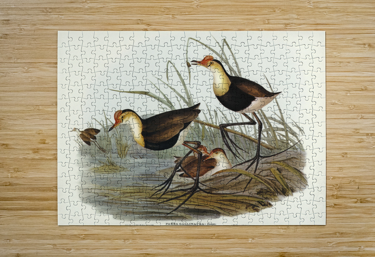 Gallinaceous Parra Parra gallinacea illustrated by Elizabeth Gould 1804–1841 for John Gould’s 1804-1881 Birds of Australia  IStockHistory com Puzzle printing