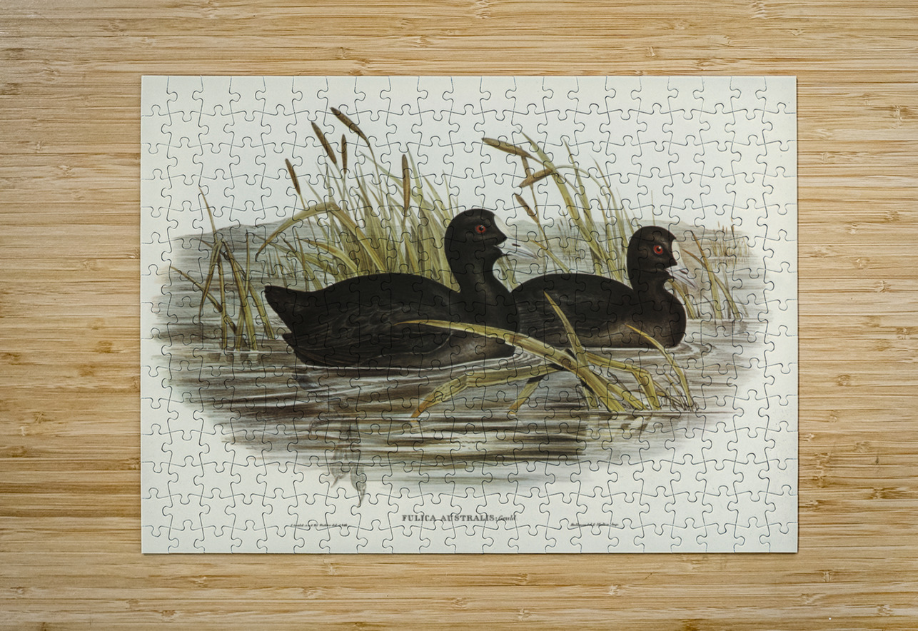 Australian Coot Fulica Australis illustrated by Elizabeth Gould 1804–1841 for John Gould’s 1804-1881 Birds of Australia  IStockHistory com Puzzle printing