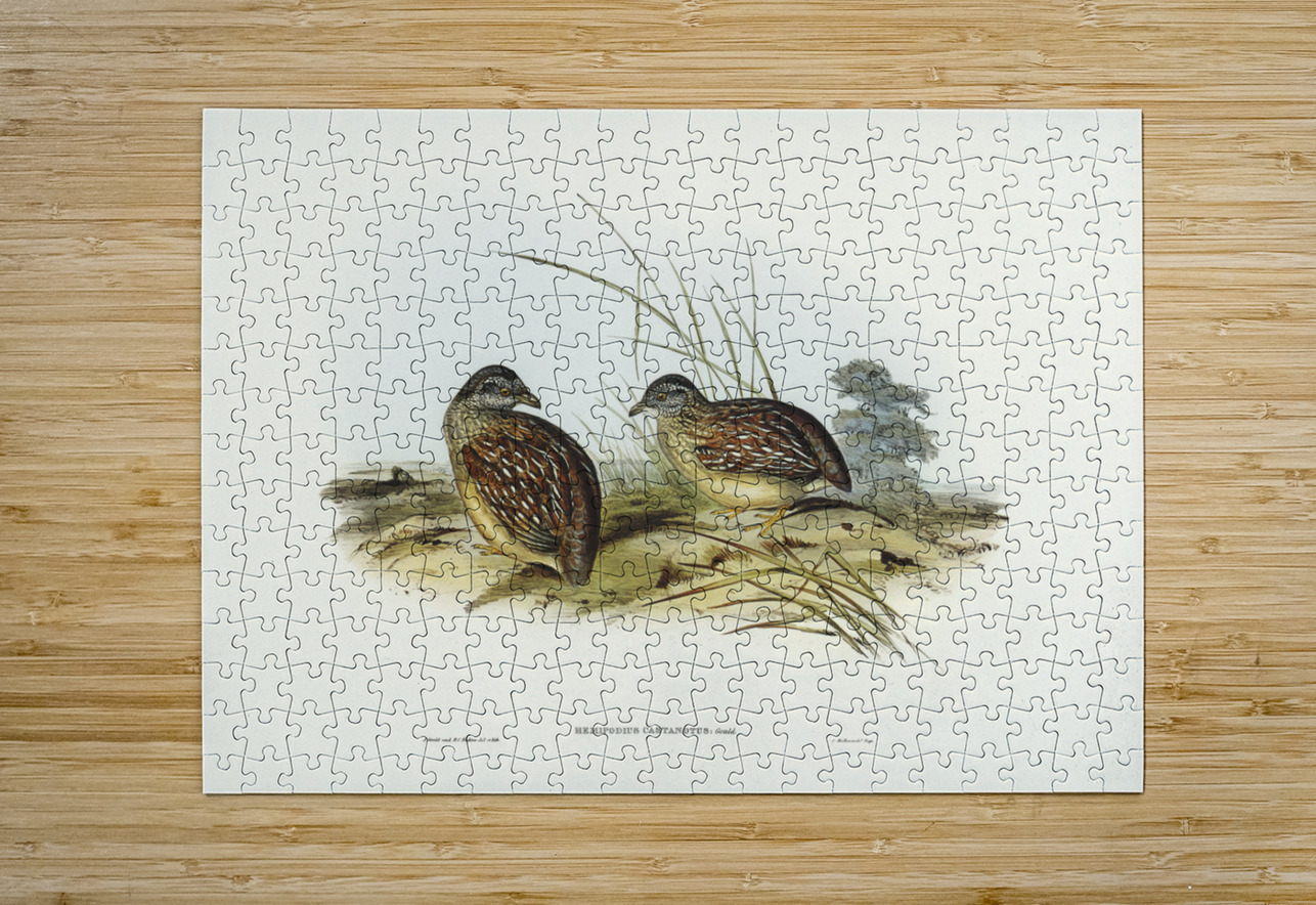 Chestnut-backed Hemipode Hemipodius castanotus illustrated by Elizabeth Gould 1804–1841 for John Gould’s 1804-1881 Birds of Australia  IStockHistory com Puzzle printing