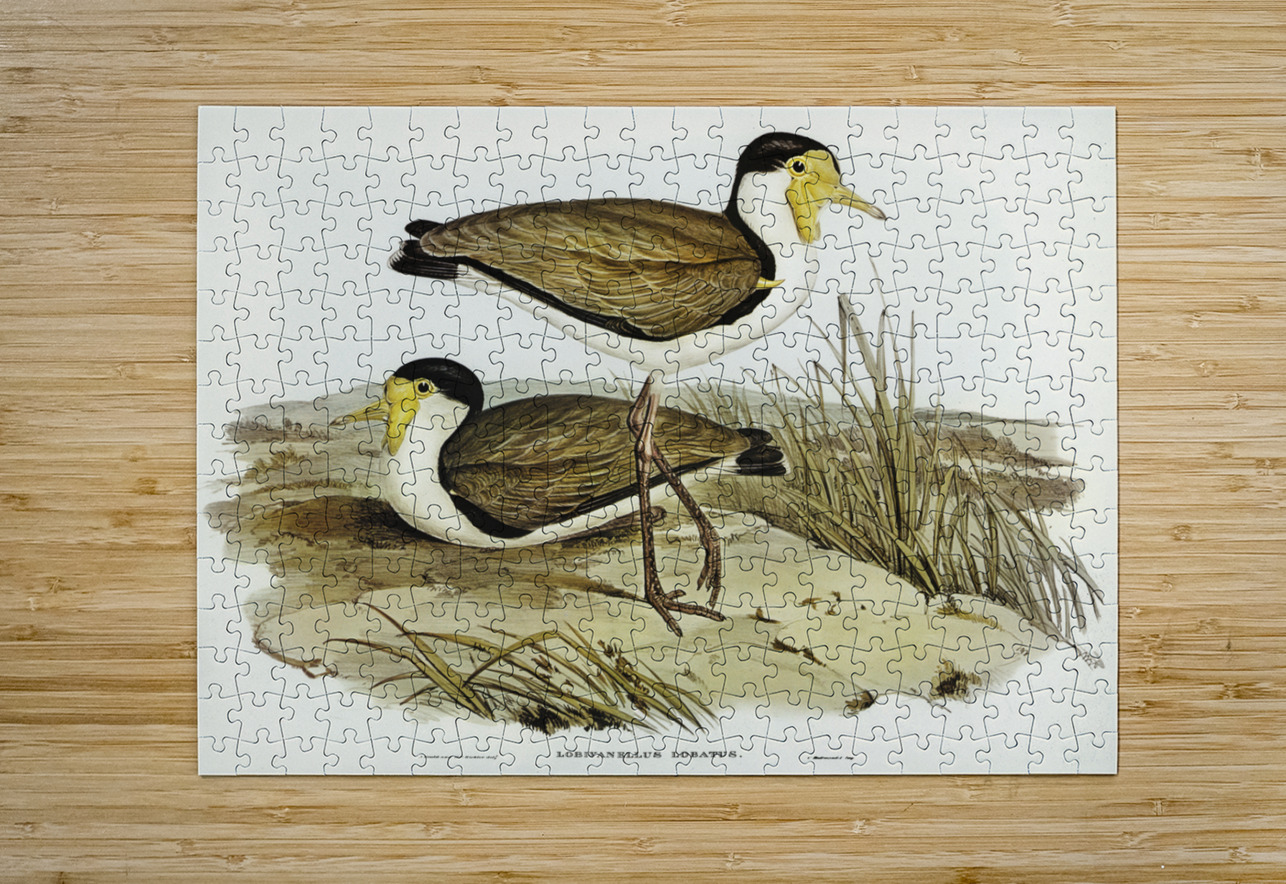 Wattle Pewit Lobivanellus lobatus illustrated by illustrated by Elizabeth Gould 1804–1841 for John Gould’s 1804-1881 Birds of Australia  IStockHistory com Puzzle printing