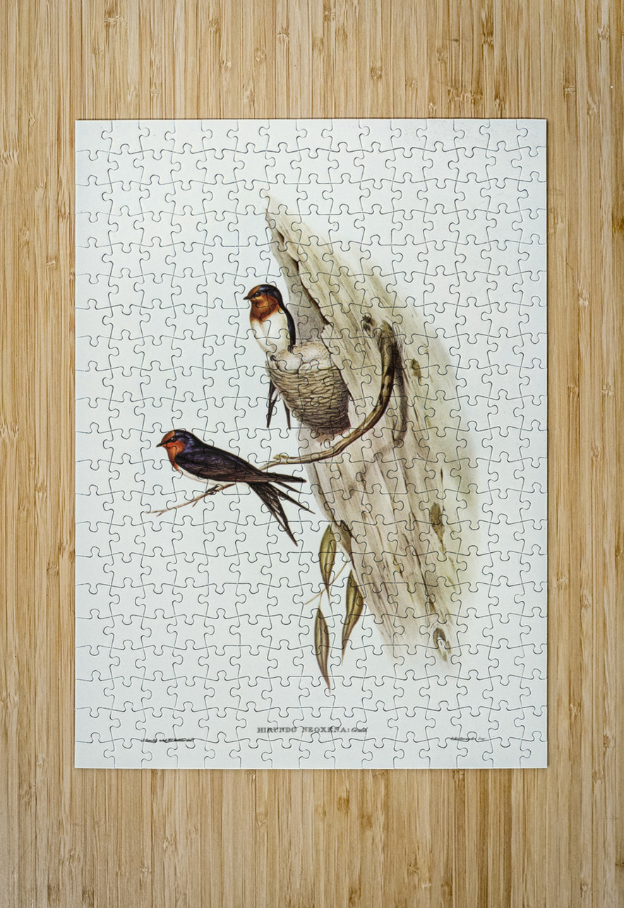 Welcome Swallow Hirundo neoxena illustrated by Elizabeth Gould 1804–1841 for John Gould’s 1804-1881 Birds of Australia  IStockHistory com Puzzle printing
