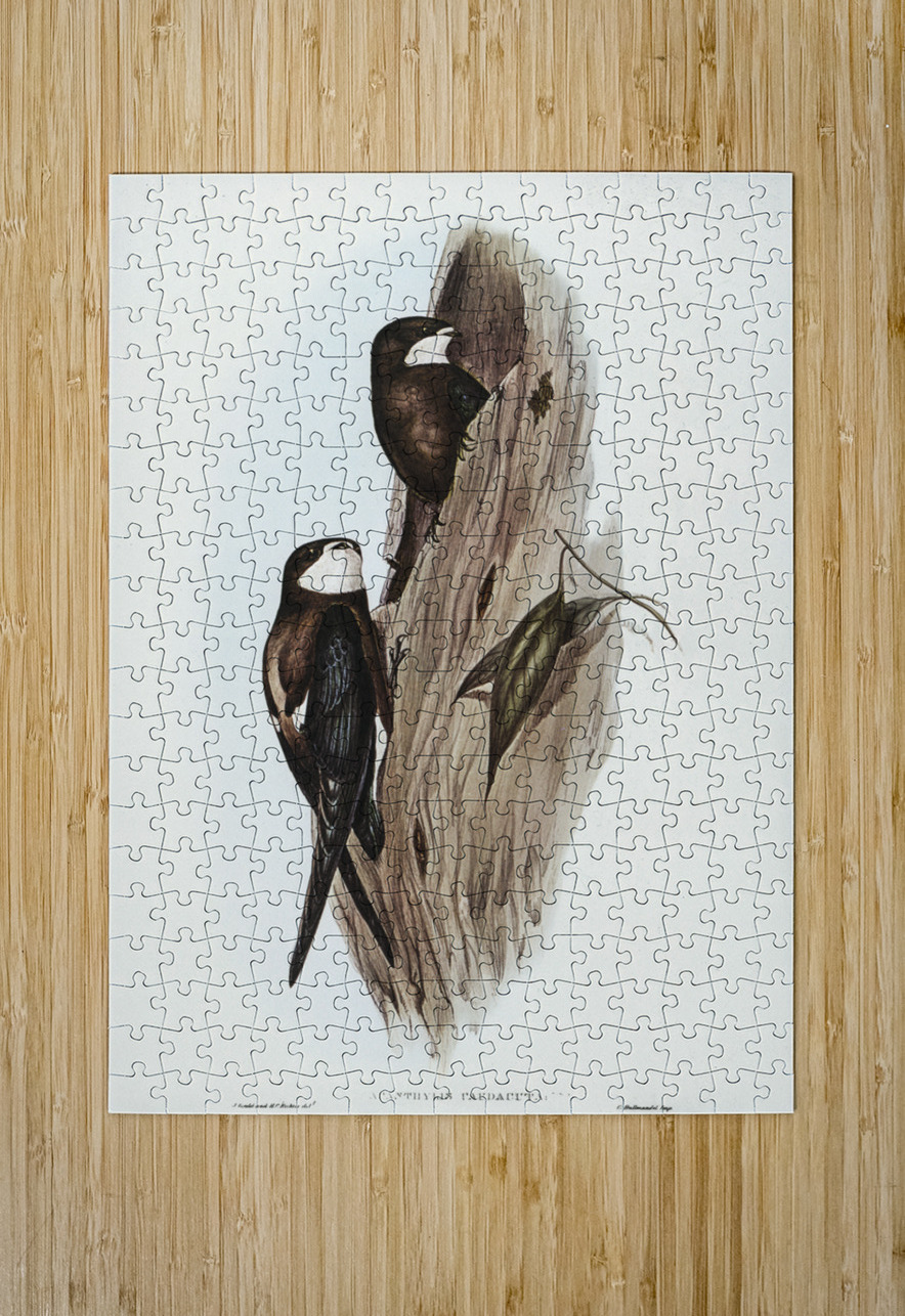 Australian Spine-tailed Swallow Acanthylis caudacuta illustrated by Elizabeth Gould 1804–1841 for John Gould’s 1804-1881 Birds of Australia  IStockHistory com Puzzle printing
