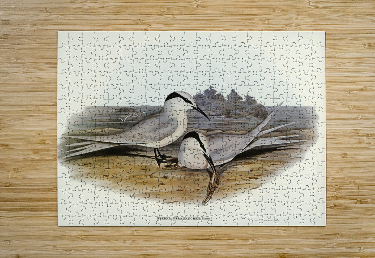 Black-naped Tern Sterna melanauchen illustrated by Elizabeth Gould 1804–1841 for John Gould’s 1804-1881 Birds of Australia  IStockHistory com Puzzle printing