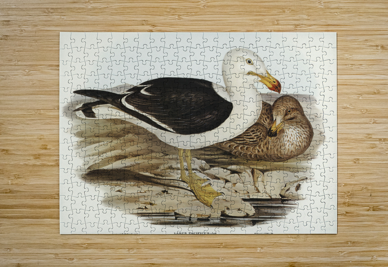Pacific Gull Larus Pacificus illustrated by Elizabeth Gould 1804–1841 for John Gould’s 1804-1881 Birds of Australia  IStockHistory com Puzzle printing