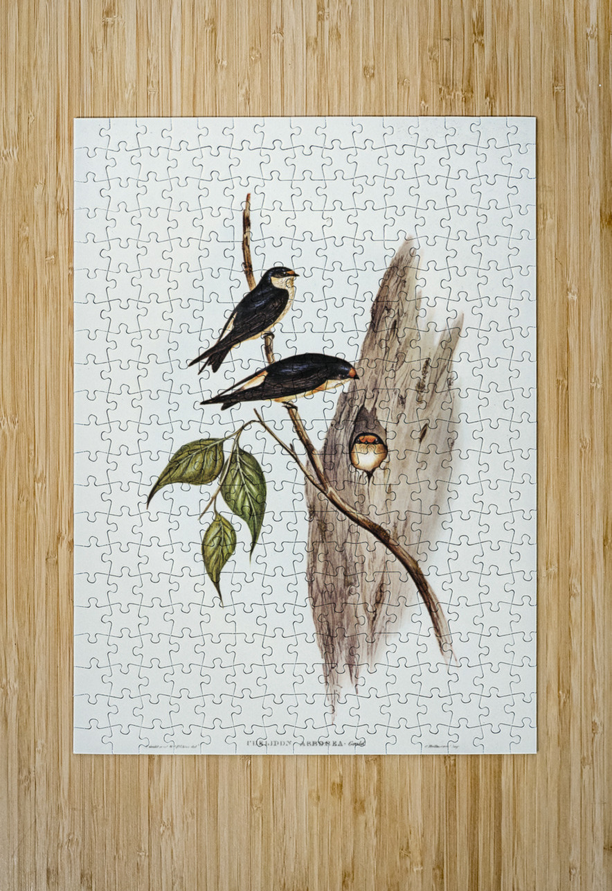 Tree Martin Collocalia arborea illustrated by Elizabeth Gould 1804–1841 for John Gould’s 1804-1881 Birds of Australia  IStockHistory com Puzzle printing