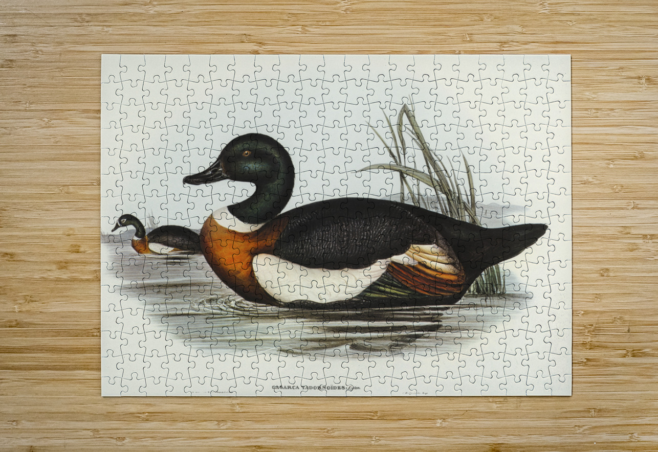 Chesnut-Coloured Shieldrake Casarca Tadornoides illustrated by Elizabeth Gould 1804–1841 for John Gould’s 1804-1881 Birds of Australia  IStockHistory com Puzzle printing