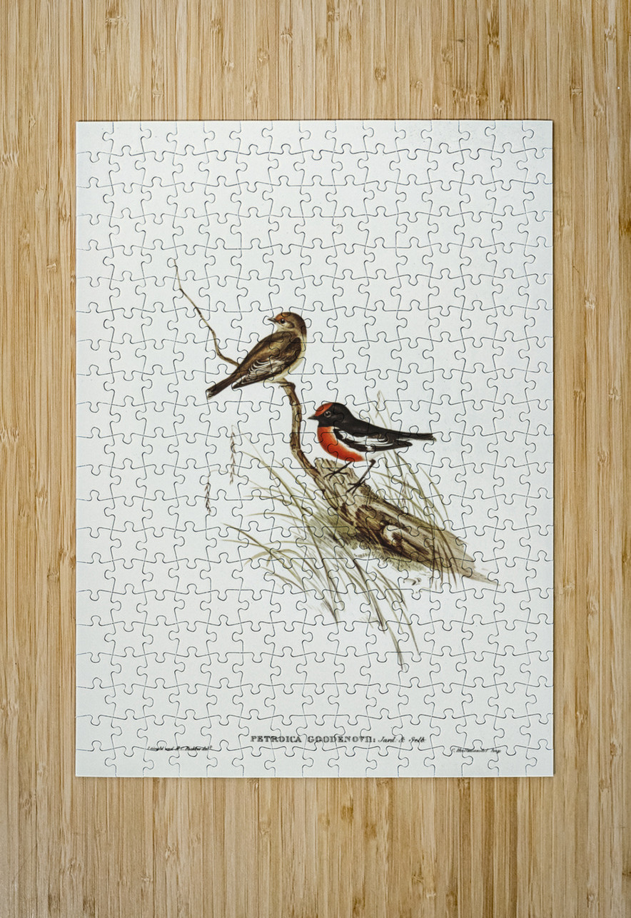 Red-capped Robin Petroica Goodenovii illustrated by Elizabeth Gould 1804–1841 for John Gould’s 1804-1881 Birds of Australia  IStockHistory com Puzzle printing