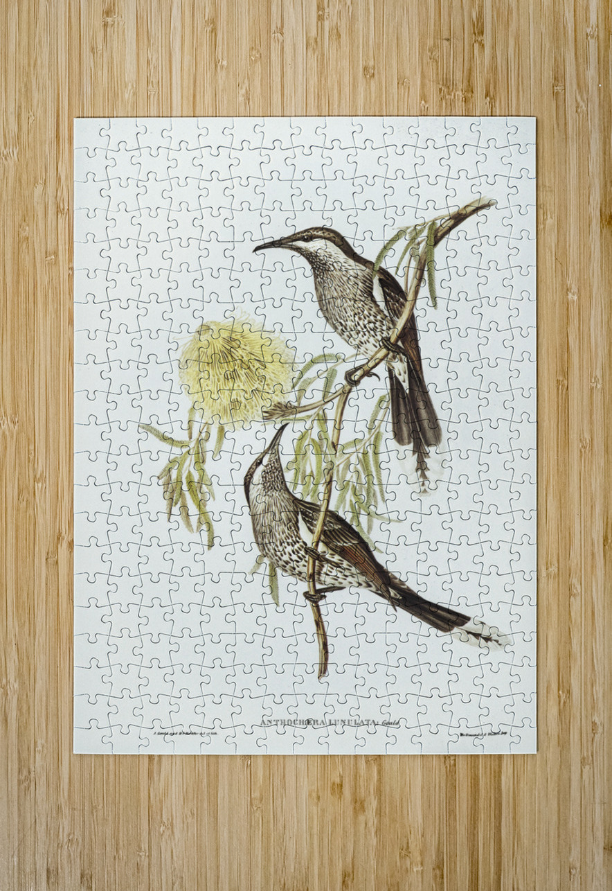 Lunulated Wattle Bird Anthochaera lunulata illustrated by Elizabeth Gould 1804–1841 for John Gould’s 1804-1881 Birds of Australia  IStockHistory com Puzzle printing