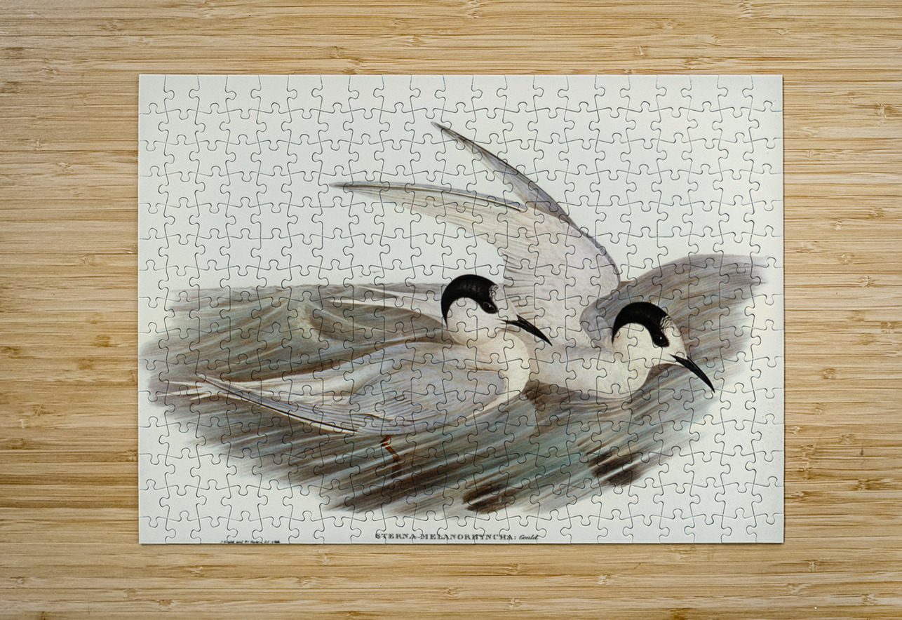 Black-billed Tern Sterna melanorhyncha illustrated by Elizabeth Gould 1804–1841 for John Gould’s 1804-1881 Birds of Australia  IStockHistory com Puzzle printing