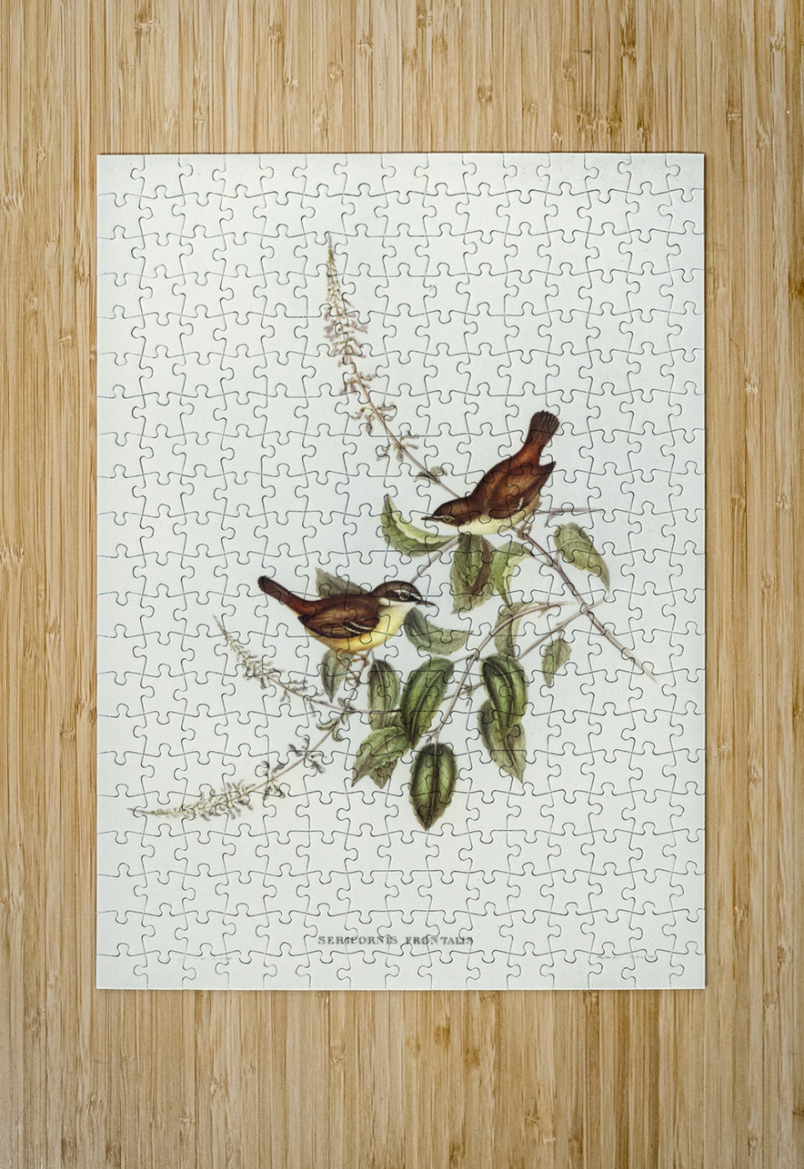 White-fronted Sericornis Sericornis frontalis illustrated by Elizabeth Gould 1804–1841 for John Gould’s 1804-1881 Birds of Australia  IStockHistory com Puzzle printing